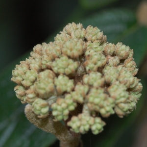 Photographie n°72865 du taxon Viburnum rhytidophyllum Hemsl. [1888]