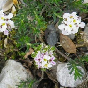 Photographie n°72877 du taxon Iberis saxatilis L. [1756]