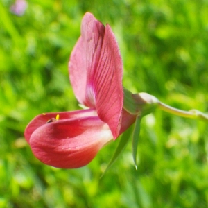 Photographie n°72879 du taxon Lathyrus cicera L. [1753]