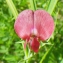  Liliane Roubaudi - Lathyrus cicera L. [1753]