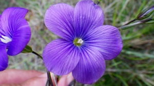 Liliane Roubaudi, le  5 mai 2012 (Comigne (chemin qui monte à la tour de guet))