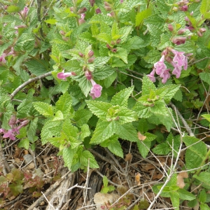 Photographie n°72898 du taxon Melittis melissophyllum L.