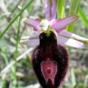 Photographie n°72909 du taxon Ophrys magniflora Melki & Geniez [1992]