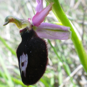 Photographie n°72910 du taxon Ophrys magniflora Melki & Geniez [1992]