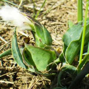 Scorzonera austriaca Willd. subsp. austriaca (Scorsonère d'Autriche)