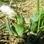  Liliane Roubaudi - Scorzonera austriaca subsp. austriaca