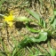  Liliane Roubaudi - Scorzonera austriaca subsp. austriaca