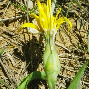  - Scorzonera austriaca subsp. austriaca