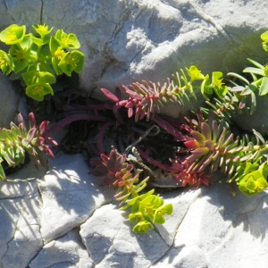 Photographie n°72991 du taxon Euphorbia linifolia L. [1759]