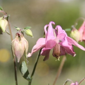 Photographie n°72992 du taxon Aquilegia vulgaris L. [1753]