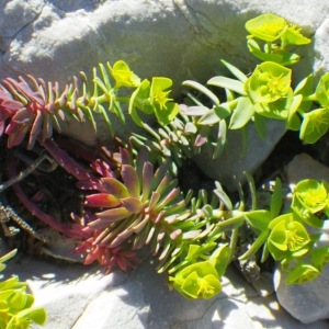 Photographie n°72993 du taxon Euphorbia linifolia L. [1759]