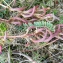  Liliane Roubaudi - Astragalus monspessulanus L.