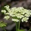  Alain Bigou - Heracleum pyrenaicum Lam. [1785]