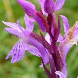 Photographie n°73036 du taxon Dactylorhiza majalis (Rchb.) P.F.Hunt & Summerh. [1965]