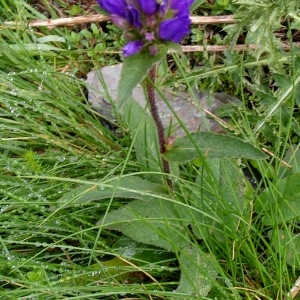 Photographie n°73044 du taxon Campanula glomerata subsp. glomerata