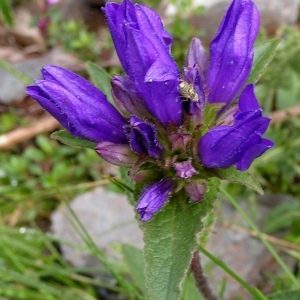 Photographie n°73045 du taxon Campanula glomerata subsp. glomerata