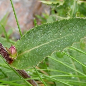 Photographie n°73046 du taxon Campanula glomerata subsp. glomerata