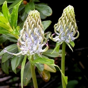 Phyteuma pyrenaicum R.Schulz (Raiponce des Pyrénées)