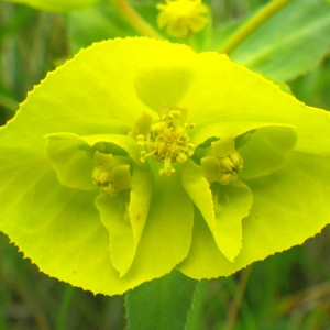 Photographie n°73049 du taxon Euphorbia serrata L. [1753]