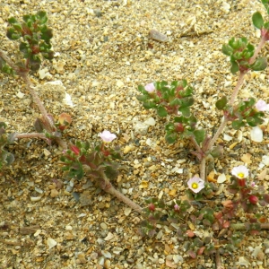 Photographie n°73055 du taxon Frankenia pulverulenta L. [1753]