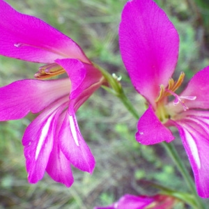 Photographie n°73062 du taxon Gladiolus italicus Mill. [1768]