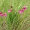  Liliane Roubaudi - Gladiolus italicus Mill. [1768]