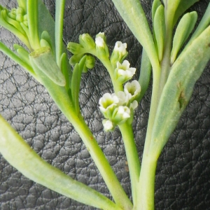 Heliotropium curassavicum L. (Héliotrope de Curaçao)