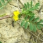  Liliane Roubaudi - Hippocrepis biflora Spreng. [1815]