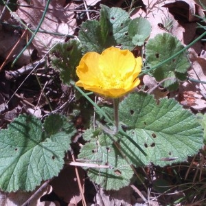 Photographie n°73091 du taxon Geum sylvaticum Pourr. [1788]