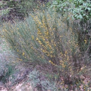 Photographie n°73100 du taxon Genista cinerea (Vill.) DC. [1805]