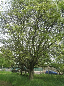 Hervé GOËAU, le 30 avril 2012 (Vincennes (Arboretum de l'Ecole du Breuil))