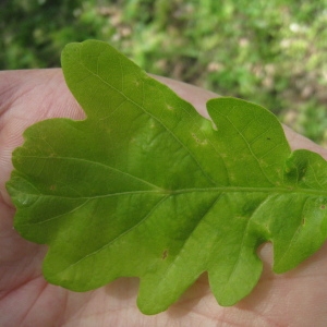 Photographie n°73146 du taxon Quercus robur L. [1753]