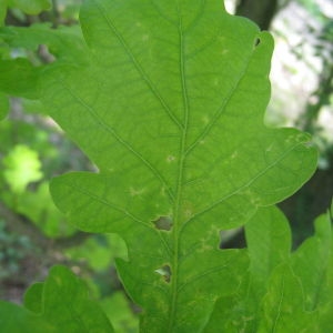 Photographie n°73149 du taxon Quercus robur L. [1753]