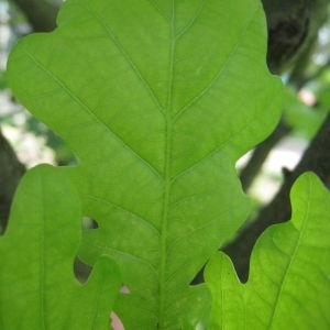Photographie n°73150 du taxon Quercus robur L. [1753]