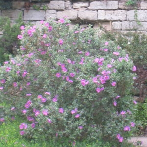 Photographie n°73170 du taxon Cistus albidus L. [1753]