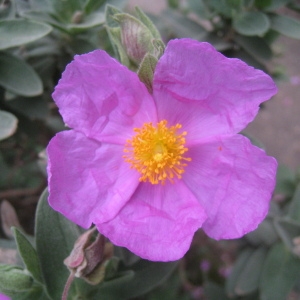 Photographie n°73174 du taxon Cistus albidus L. [1753]