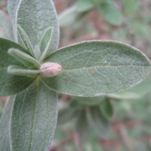 Photographie n°73178 du taxon Cistus albidus L. [1753]