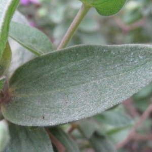 Photographie n°73184 du taxon Cistus albidus L. [1753]