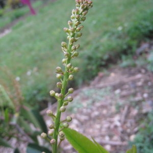 Photographie n°73198 du taxon Prunus lusitanica L. [1753]