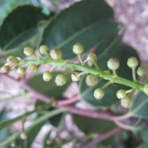 Photographie n°73199 du taxon Prunus lusitanica L. [1753]