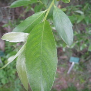 Photographie n°73210 du taxon Salix alba L. [1753]