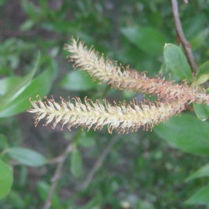 Photographie n°73211 du taxon Salix alba L. [1753]