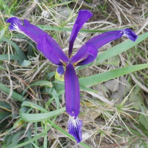 Photographie n°73220 du taxon Iris spuria L. [1753]