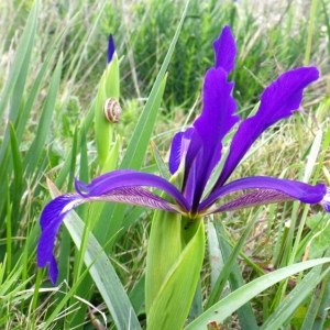 Photographie n°73221 du taxon Iris spuria L. [1753]