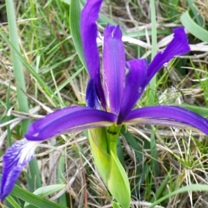 Photographie n°73222 du taxon Iris spuria L. [1753]