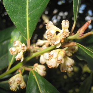 Photographie n°73229 du taxon Laurus nobilis L. [1753]