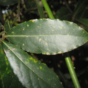 Photographie n°73232 du taxon Laurus nobilis L. [1753]