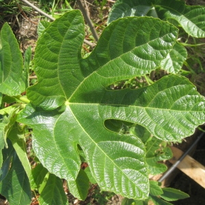 Photographie n°73274 du taxon Ficus carica L. [1753]