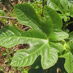 Photographie n°73275 du taxon Ficus carica L. [1753]