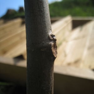 Photographie n°73277 du taxon Ficus carica L. [1753]